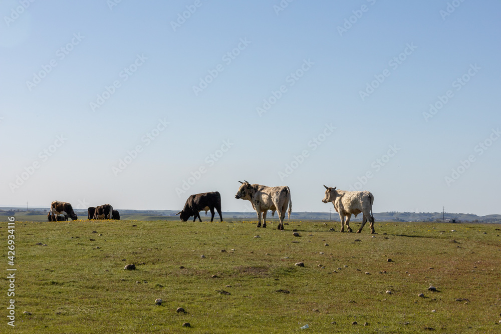 Cattle Grazing Cattle Grazing