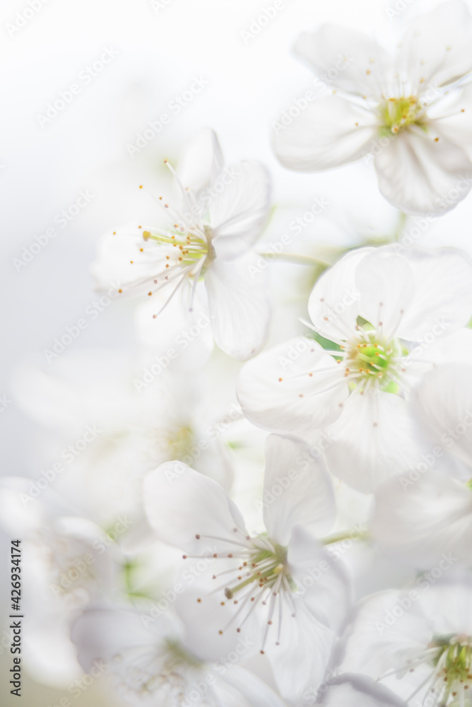 Branches of blossoming cherry and bee macro with soft focus on blue background. Easter and spring greeting cards. Springtime Branches of blossoming cherry and bee macro with soft focus on blue background. Easter and spring greeting cards. Springtime