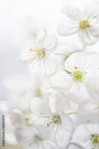 Branches of blossoming cherry and bee macro with soft focus on blue background. Easter and spring greeting cards. Springtime