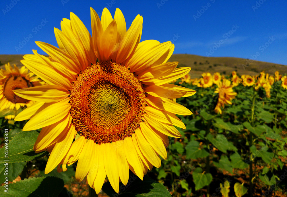 Fototapeta premium The Common Sunflower Plant - Helianthus annuus