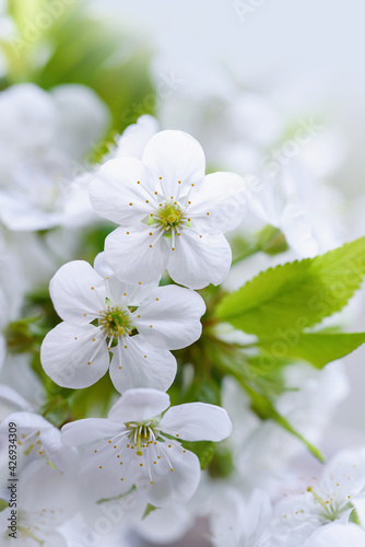 Fototapeta Naklejka Na Ścianę i Meble -  Branches of blossoming cherry and bee macro with soft focus on blue background. Easter and spring greeting cards. Springtime