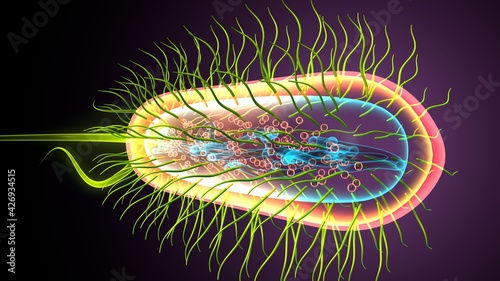 Vászonkép 3d illustration of e coli bacteria shapes anatomy.