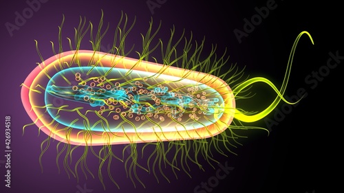 3d illustration of e coli bacteria shapes anatomy. © microscience