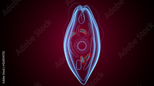 euglena - the structure of the microorganism. 3d illustration photo