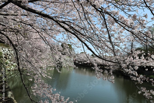 Wallpaper Mural 姫路城　満開の桜 Torontodigital.ca