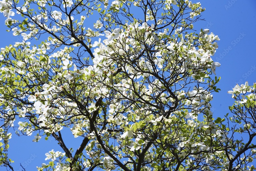 Dogwood blossoms. Dogwood is a Cornaceae deciduous tree that blooms white and pink flowers from April to May. Dogwood blossoms. Dogwood is a Cornaceae deciduous tree that blooms white and pink flowers from April to May.