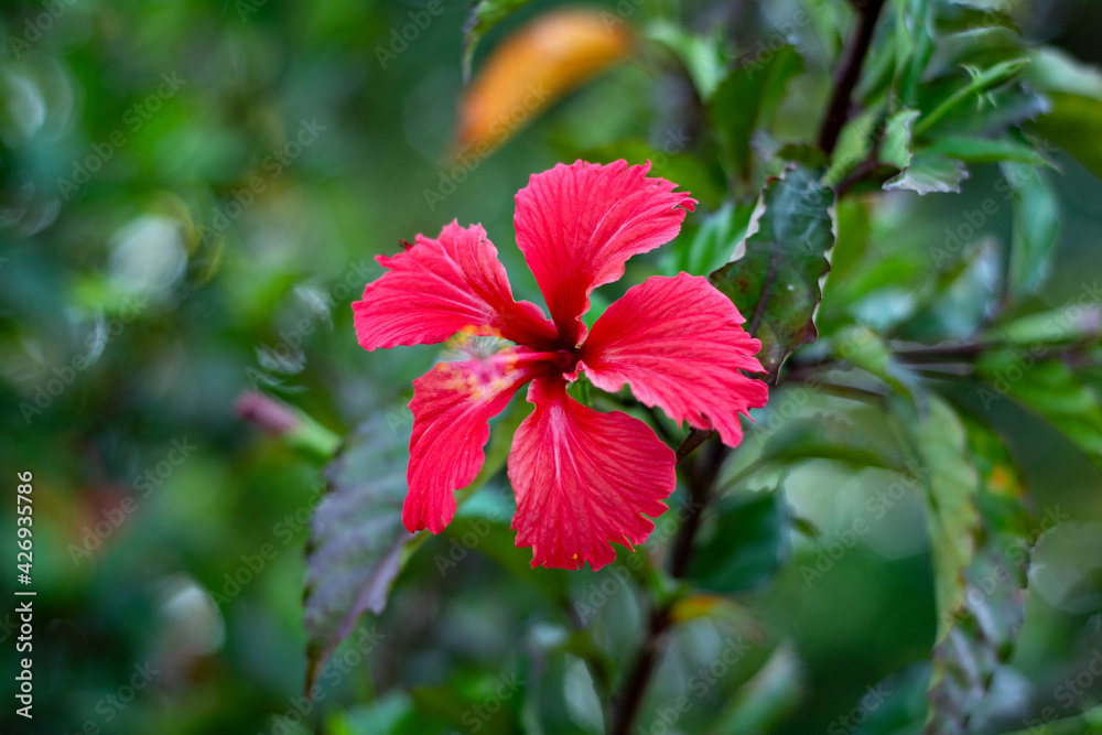 hibiscus flower hibiscus flower