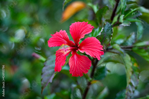 hibiscus flower © William