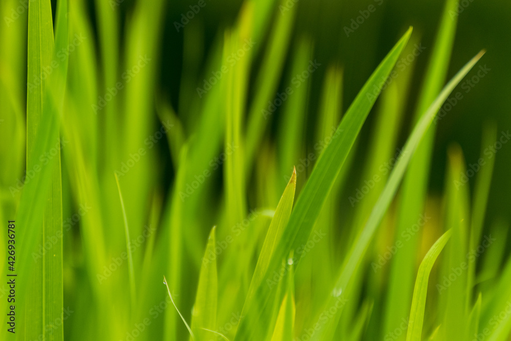 Abstract vegetable background with green leaves Abstract vegetable background with green leaves