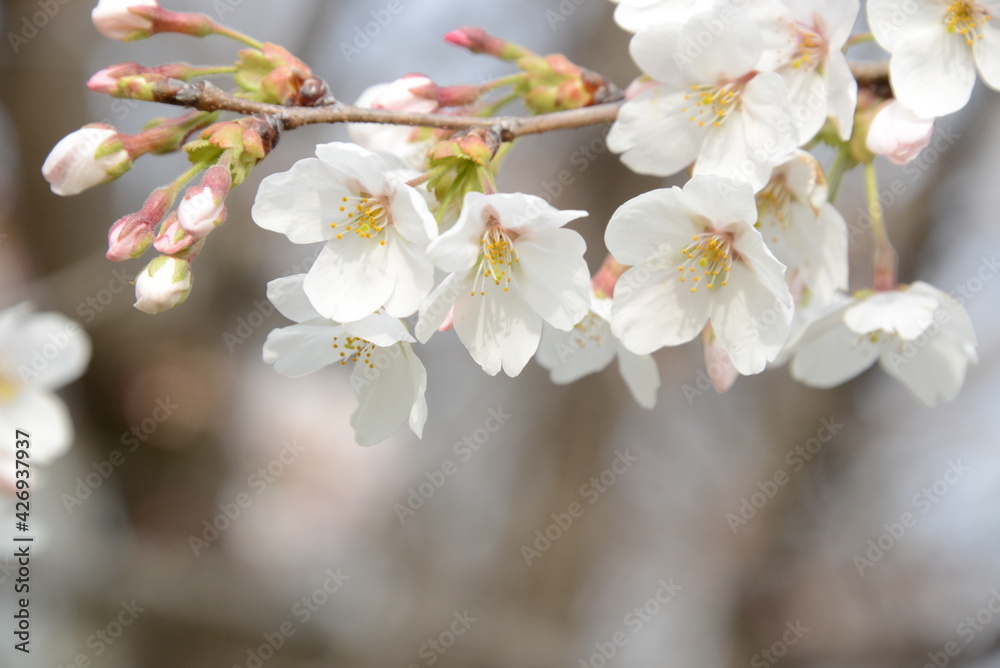 春爛漫　美しく花開いた桜のクローズアップ
