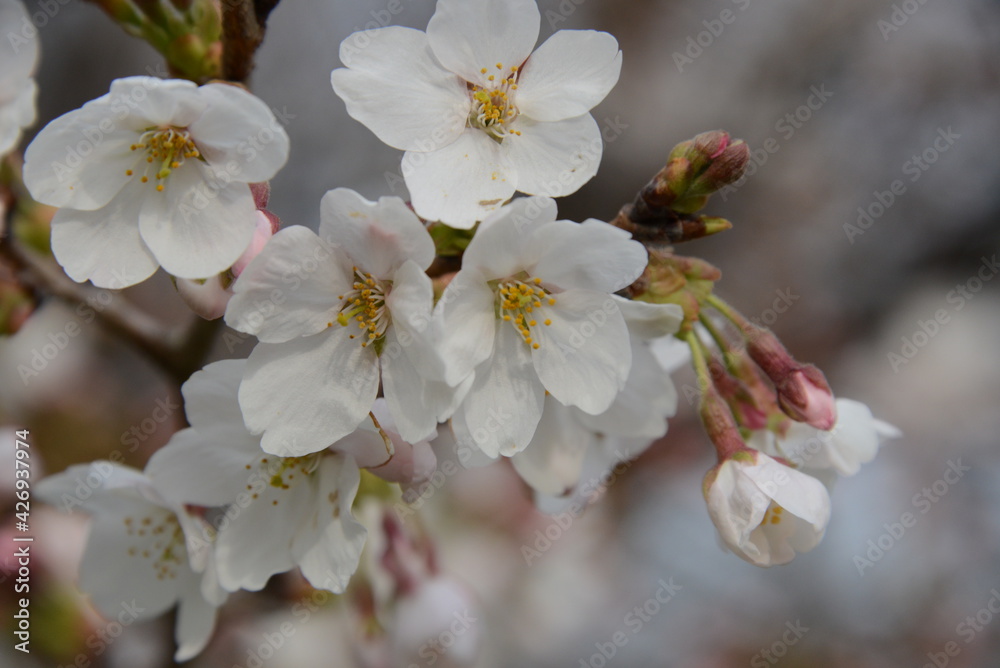 春爛漫　美しく花開いた桜のクローズアップ