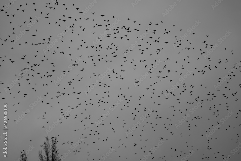 Dancing in the sky