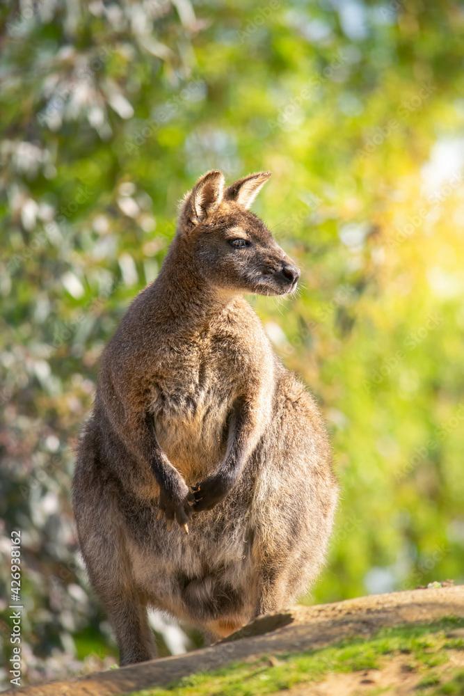 Cute Australian wallaby in the sunny nature Cute Australian wallaby in the sunny nature