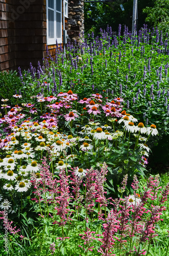 Fototapeta Naklejka Na Ścianę i Meble -  A backyard garden designed to attract pollinators such as honey bees, butterflies, hummingbirds,  and other native pollinators. 