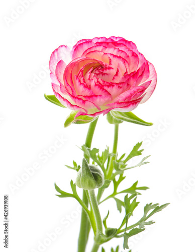 Beautiful pink ranunculus flower on white background