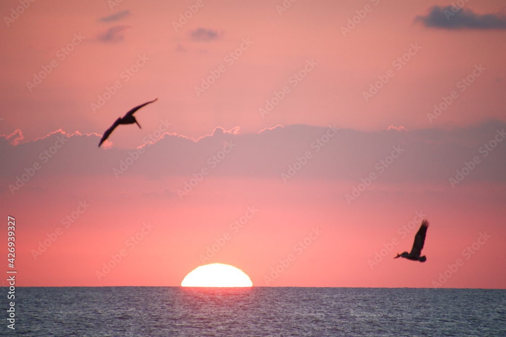 Sunset over the ocean with pelicans flying over the sun in Costa Rica