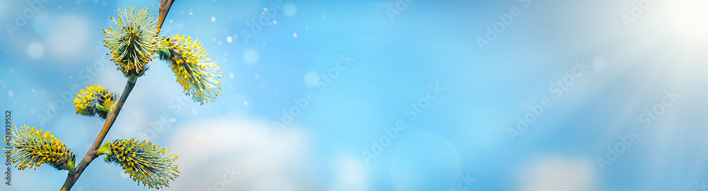 Hello spring banner blurred. Pussy willow branches, close-up. Easter background with Easter spring flowers Goat-Willow or Great Sallow Hello spring banner blurred. Pussy willow branches, close-up. Easter background with Easter spring flowers Goat-Willow or Great Sallow