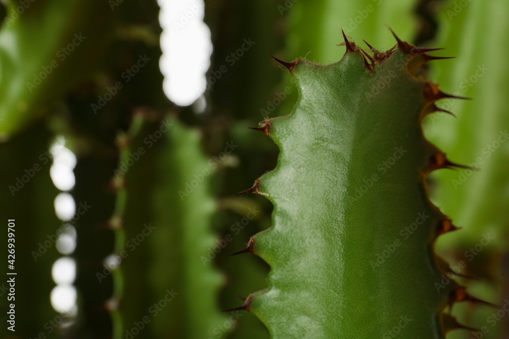 Closeup view of beautiful cactus. Tropical plant Closeup view of beautiful cactus. Tropical plant