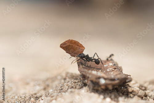 Tableau sur toile ant loading a leaf