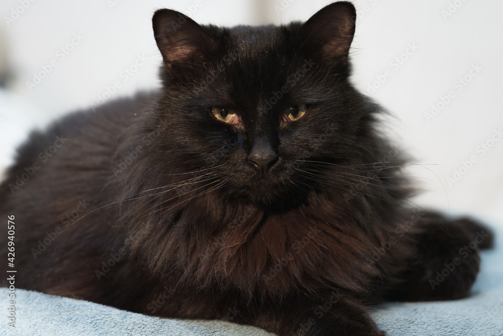 Fototapeta premium Black cat looking at the camera