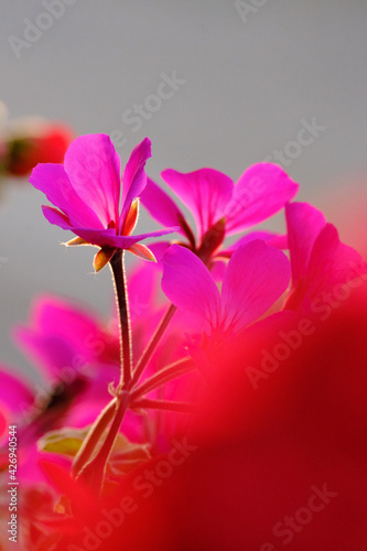 ベランダにてガーデニング。ピンクのゼラニウムの花のクローズアップ。花言葉は「決心」「決意』 © 宮岸孝守