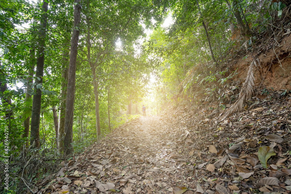 Obraz premium Young man walking alone in tropical rainforest green trees wild forest landscape