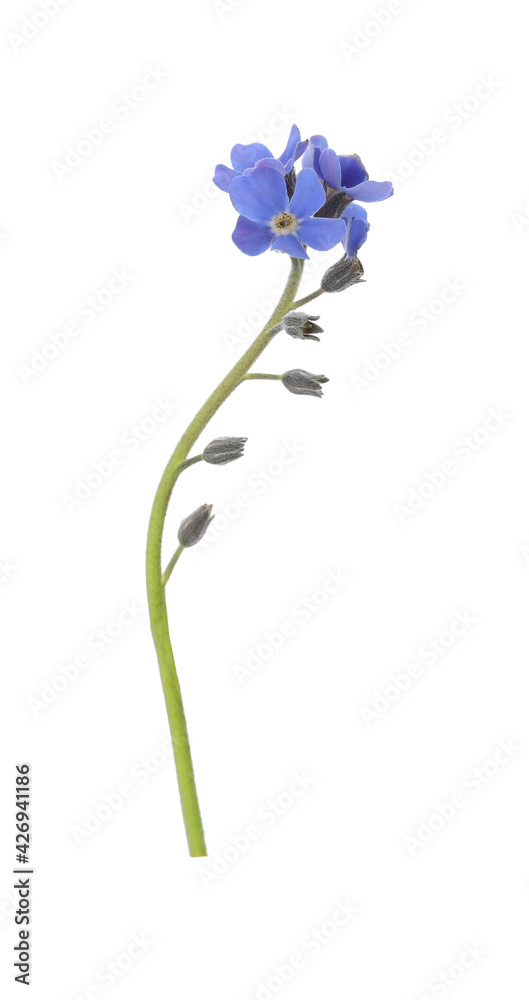 Beautiful blue Forget-me-not flowers isolated on white Beautiful blue Forget-me-not flowers isolated on white