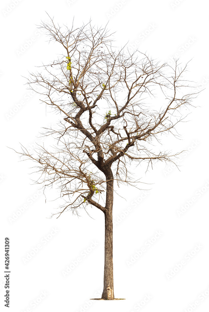 Single old and dead tree isolated on white background. Single old and dead tree isolated on white background.