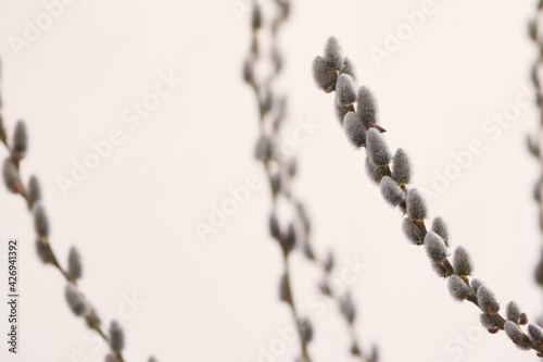 Beautiful fluffy catkins on willow tree outdoors, closeup. Space for text
