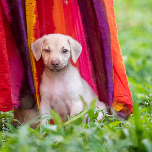 chiot créole 