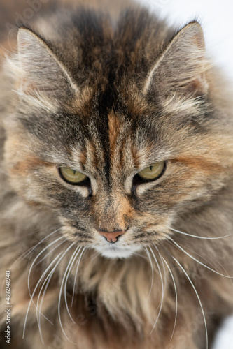 A large orange, black, and tan coloured domestic cat. The verticle pupils are long black slits with orange around. The feline has a tiger looking face with two pointy ears and an attentive look.  © Dolores  Harvey