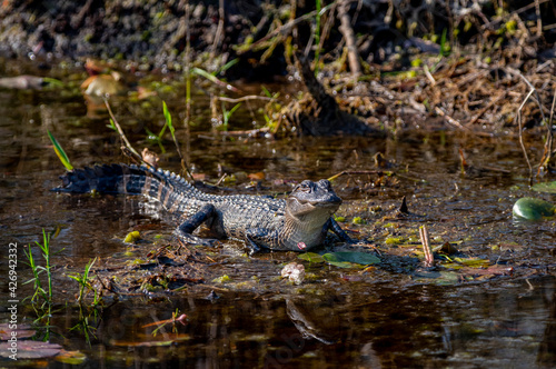 Young American Alligator with head up