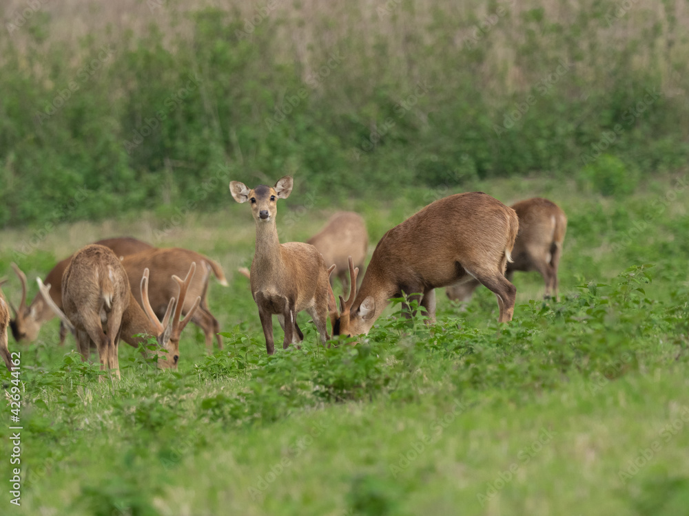 A herd of deer eating on the open meadow at sunlight on the morning day ,a flock of deer grazing on green grass field near a forest A herd of deer eating on the open meadow at sunlight on the morning day ,a flock of deer grazing on green grass field near a forest