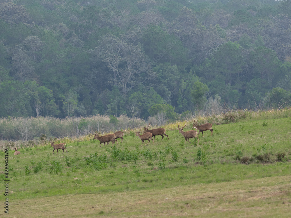 A herd of deer eating on the open meadow at sunlight on the morning day ,a flock of deer grazing on green grass field near a forest