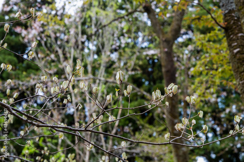 林業試験場樹木公園のコナラの芽吹き  © KIYOSHI KASHIWANO