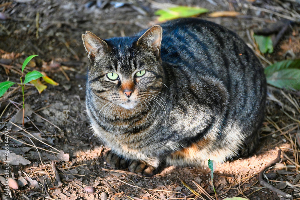木陰からこちらを見ているキジトラ猫 木陰からこちらを見ているキジトラ猫