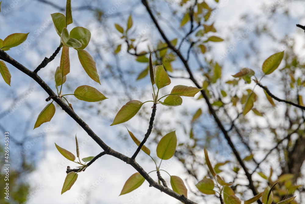 Obraz premium 林業試験場樹木公園のナシの若葉
