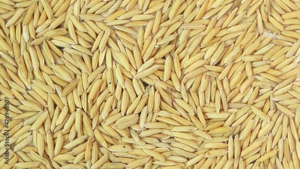 Top view Rotate jasmine rice seed texture closeup, Rice grain Paddy texture on wooden table in garden. Top view Rotate jasmine rice seed texture closeup, Rice grain Paddy texture on wooden table in garden.