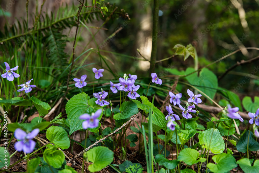 林業試験場樹木公園のタチツボスミレ