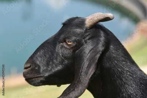 Black portrait of a goat 