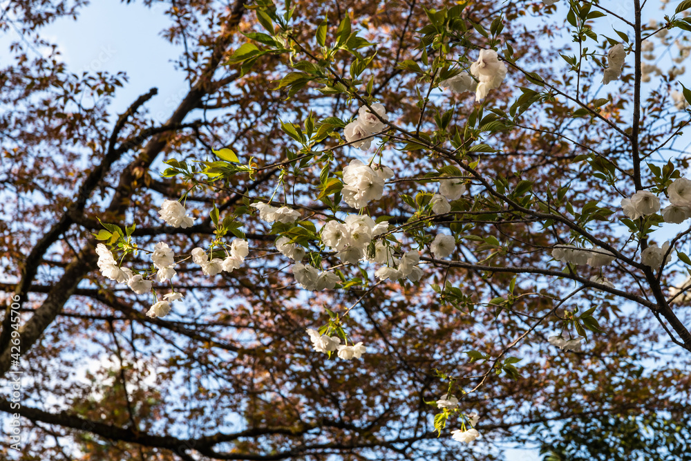 Obraz premium 林業試験場樹木公園の有明桜