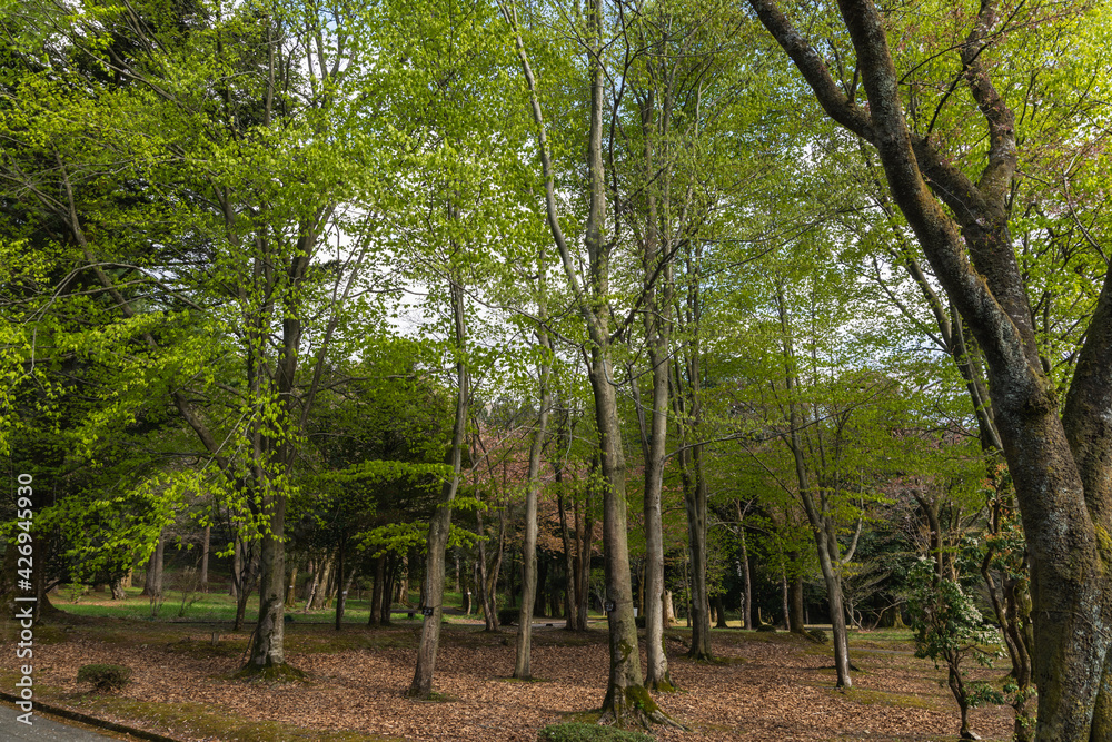 Fototapeta premium 林業試験場樹木公園にあるブナの林の風景
