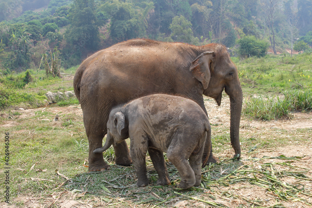 asian elephants in Thailand