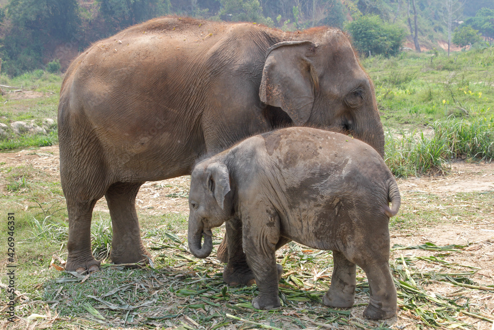 asian elephant family in Thailand