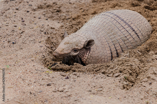 Tableau sur toile Brazilian armadillo on land in the hinterland of Bahia