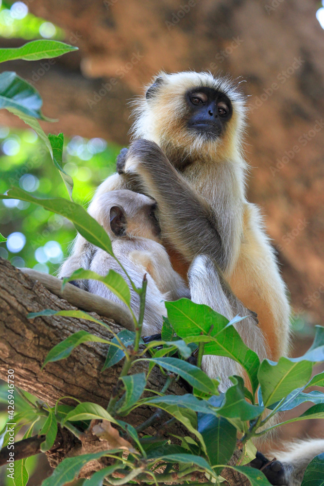 Fototapeta premium langur monkey with baby in India 