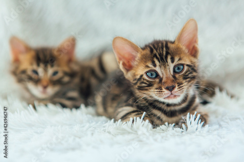 Two cute bengal kittens laying on a furry white blanket.