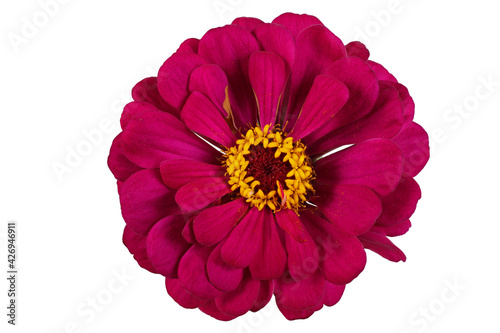 Crimson zinnia isolated on white Vert detailed