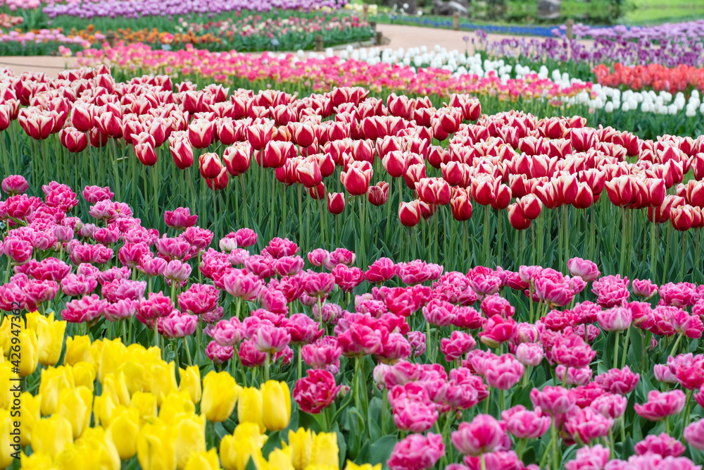 Colorful tulips	
