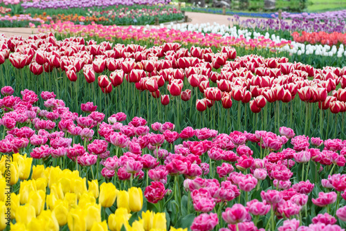 Colorful tulips	